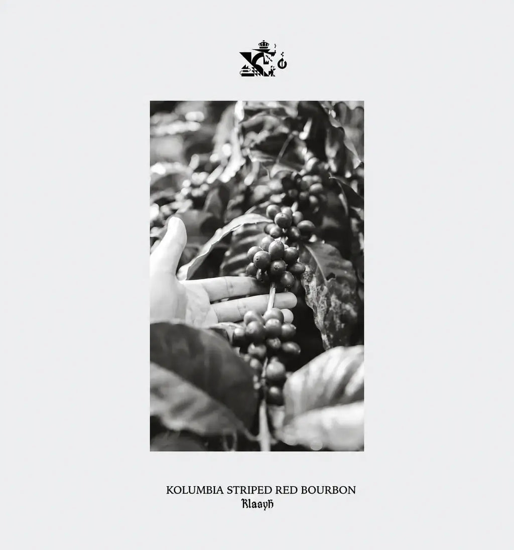 Kolumbia Striped Red Bourbon