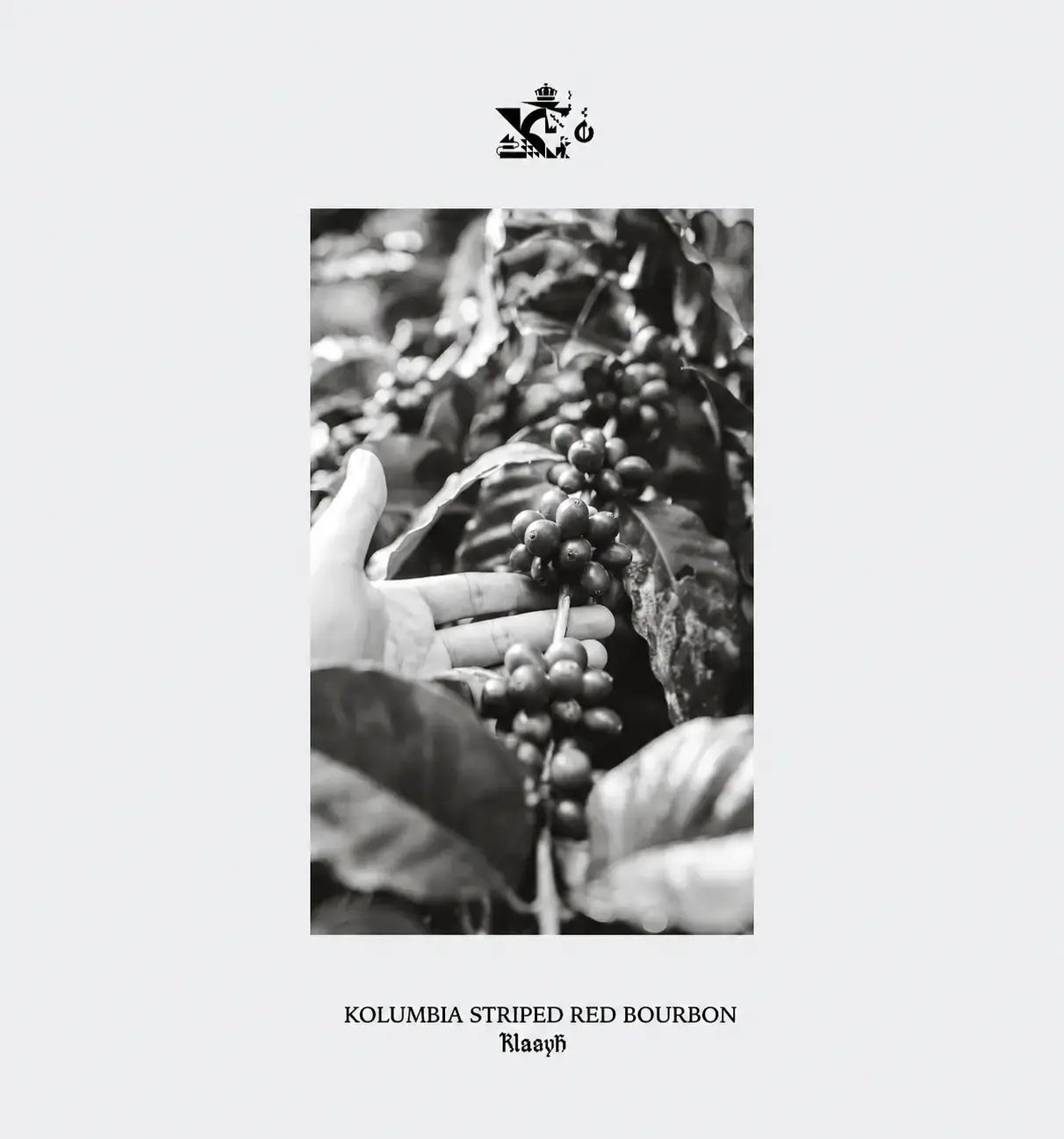 Kolumbia Striped Red Bourbon